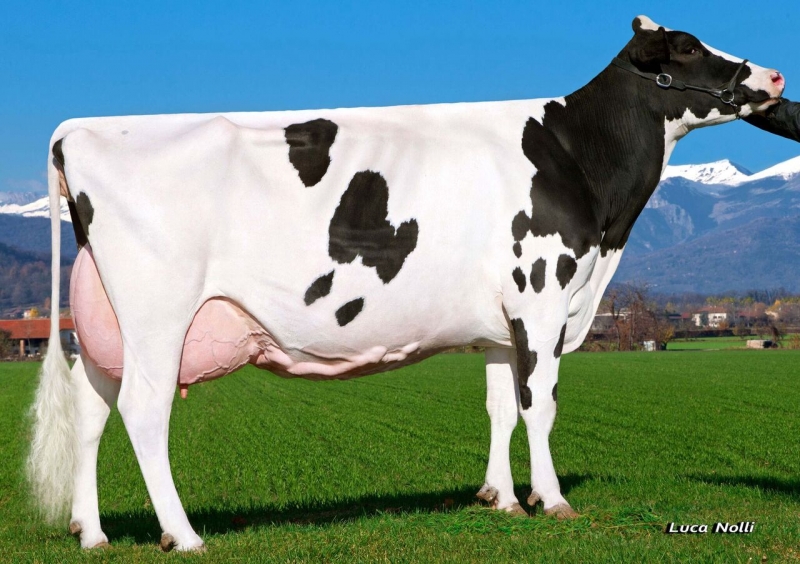 MURI BOLTON NUTELLA - POPSTAR nagyanyja